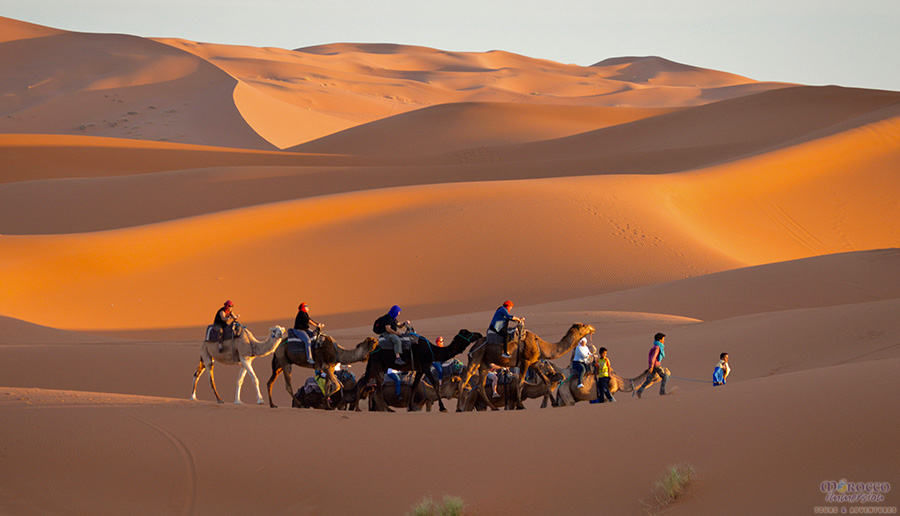 CamelTrek